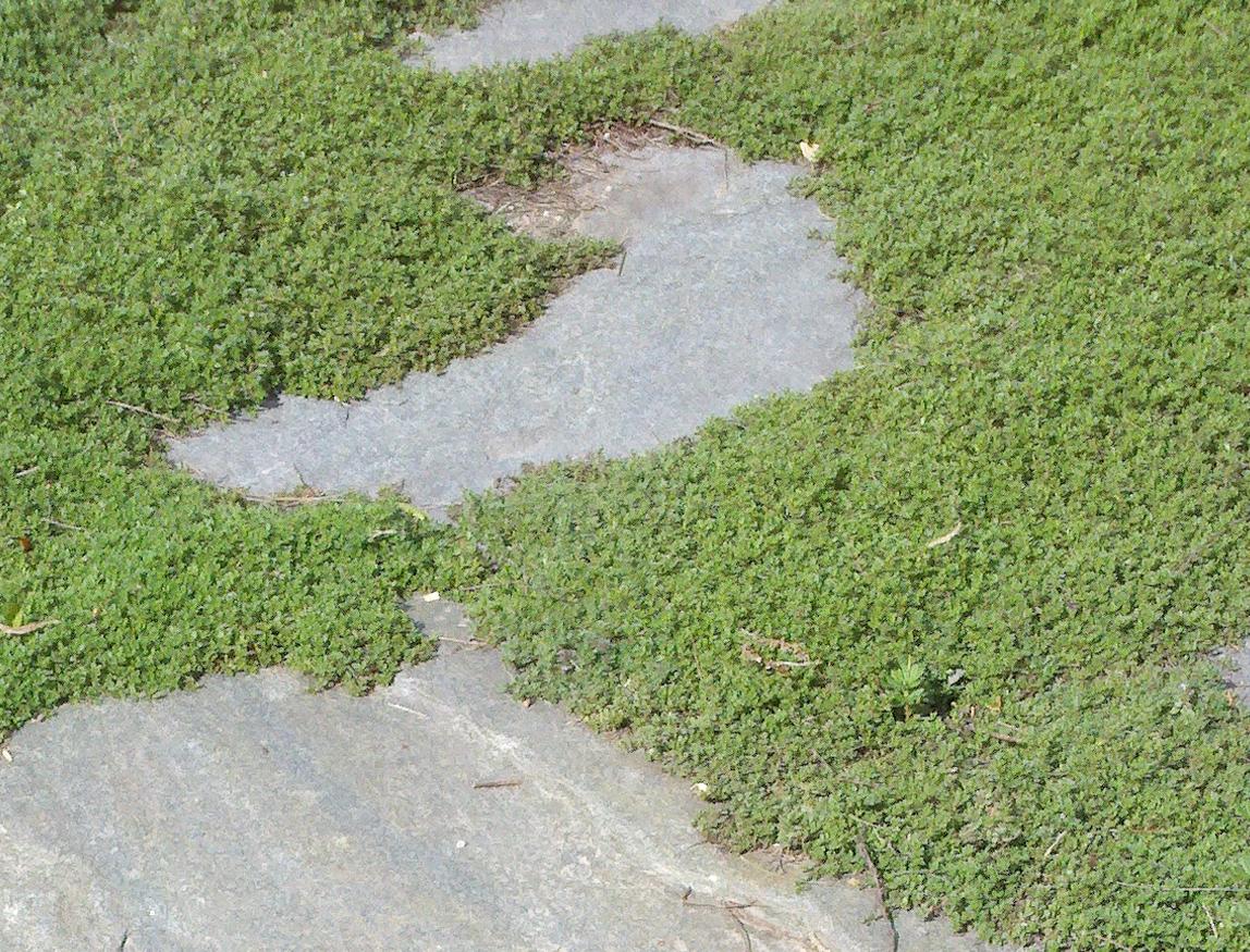 Gardener Newsletter Cool Plant